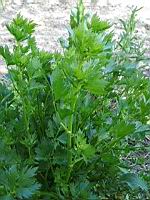 Celeri - Apium graveolens (2)
